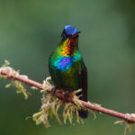 Fiery-throated Hummingbird (image by Leo Garrigues)