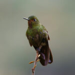 Fiery-throated Metaltail (image by Leo Garrigues)