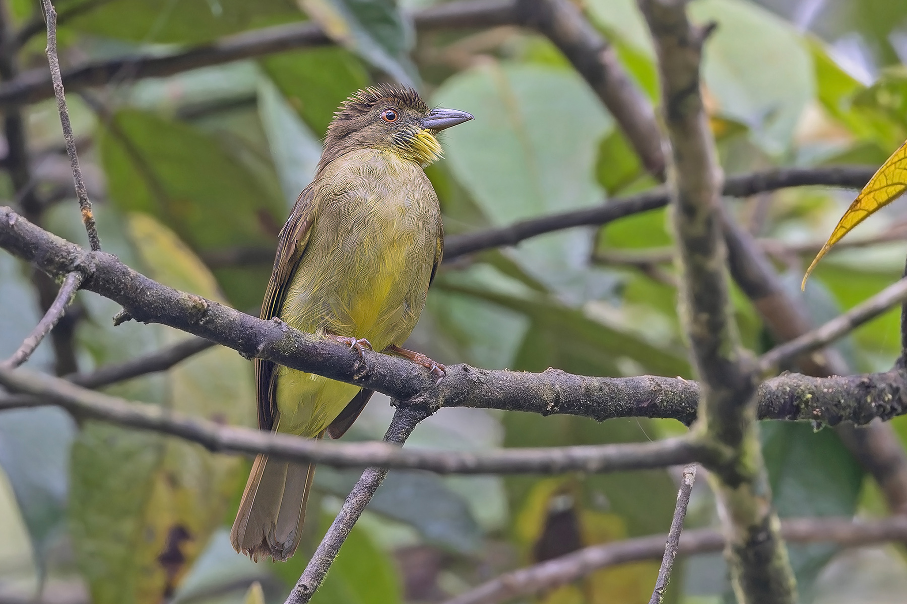 Finsch's Bulbul (image by Pete Morris)