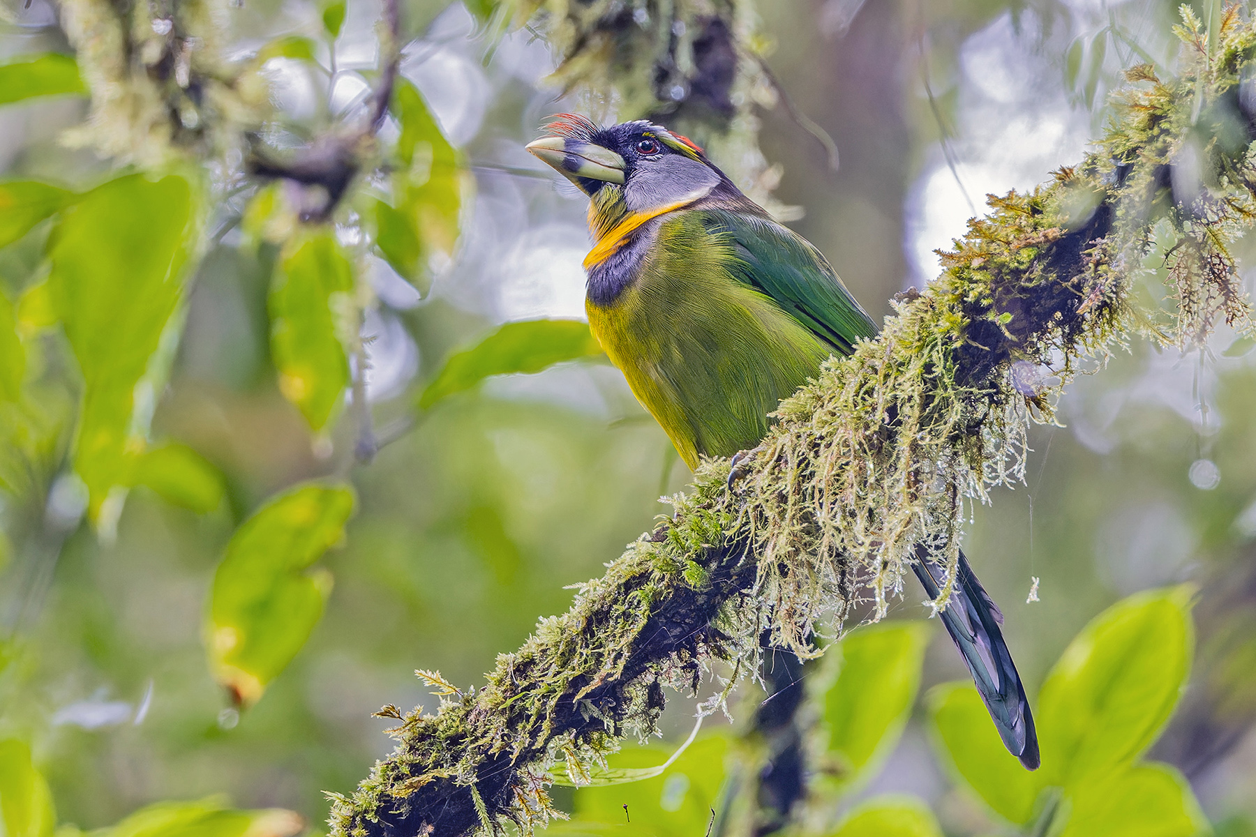 Fire-tufted Barbet (image by Pete Morris)