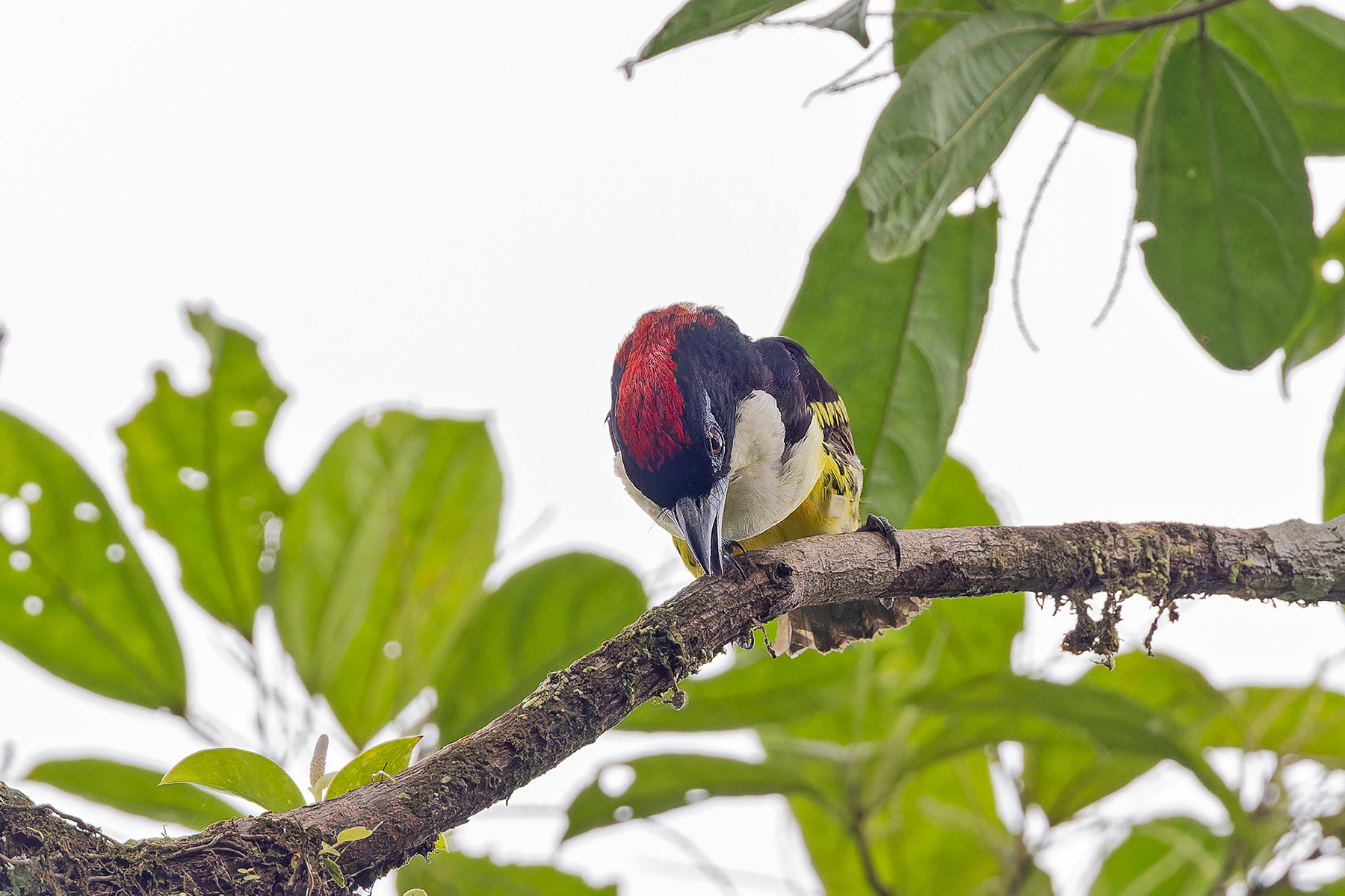 Five-coloured Barbet (image by Pete Morris)