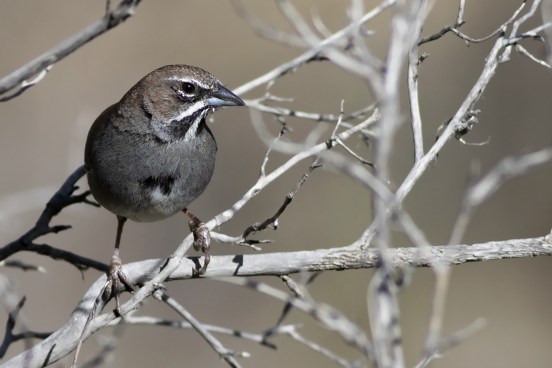 Five-striped Sparrow (image by Sjoerd Radstaak)