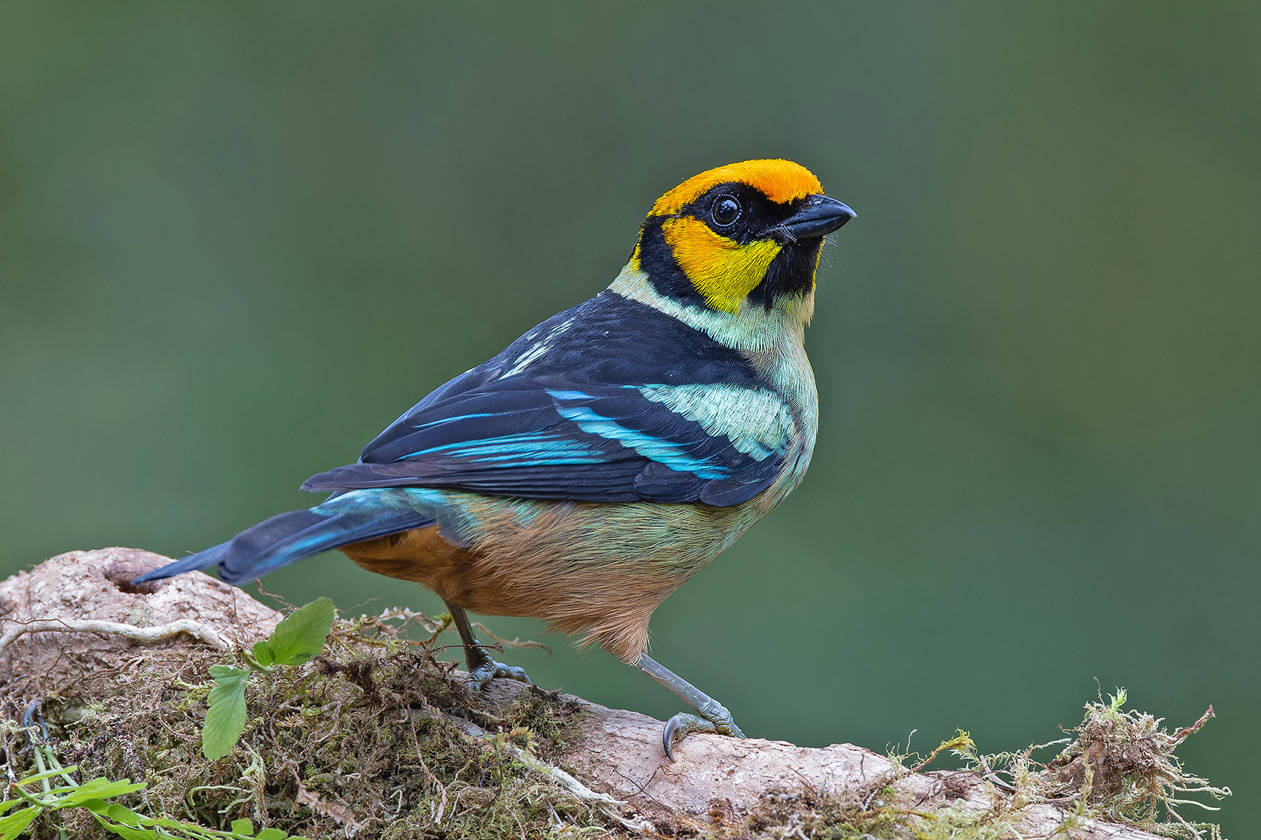 Flame-faced Tanager (image by Pete Morris)