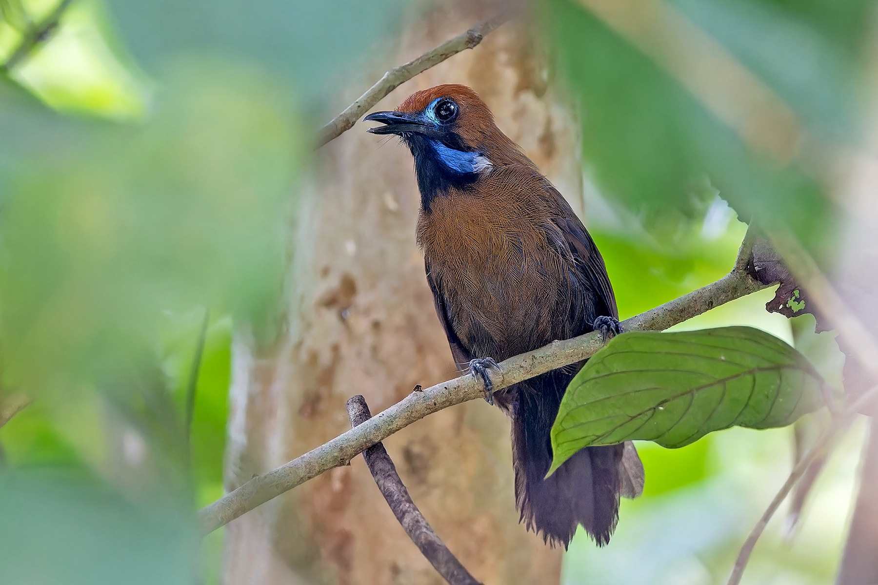 Fluffy-backed Tit-Babbler (image by Pete Morris)