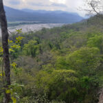 Foothill forest at Calilegua NP (image by Mark Pearman)