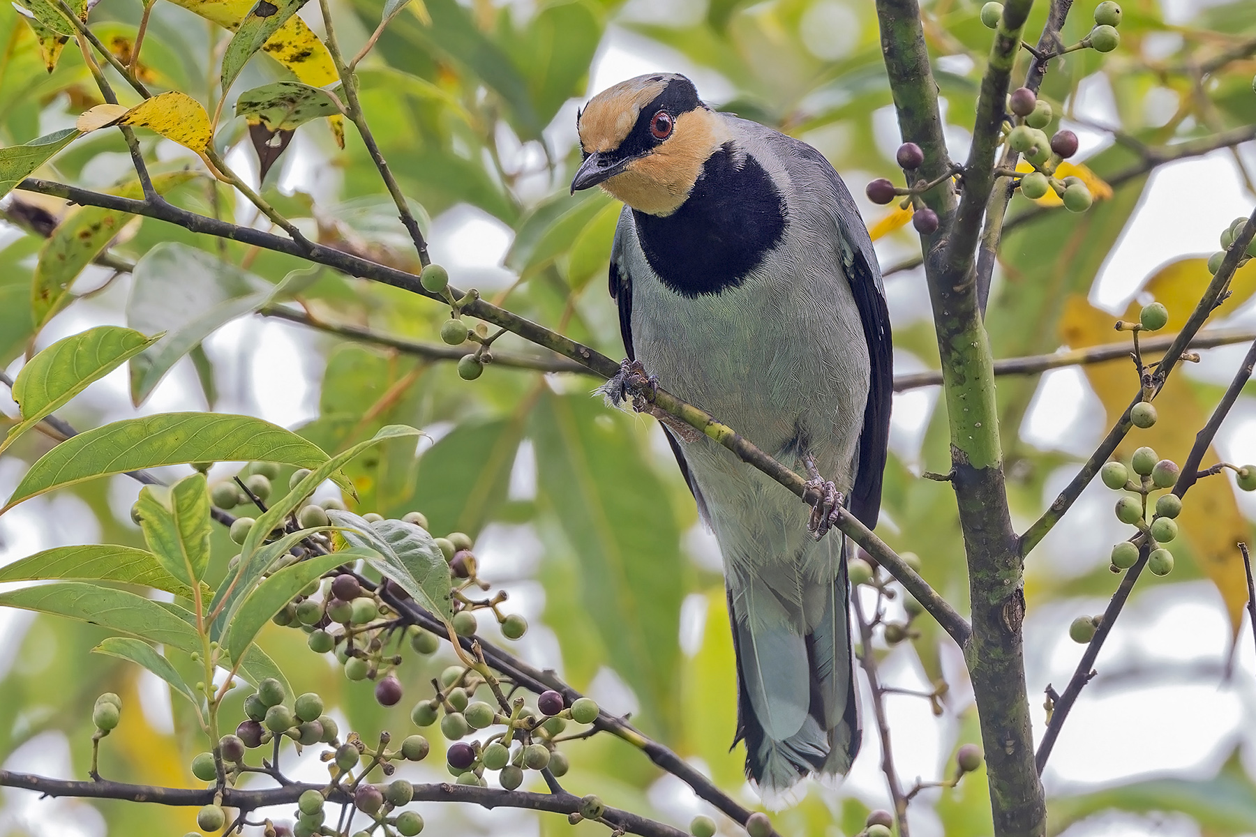 Fruithunter (image by Pete Morris)