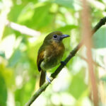 Fulvous-breasted Flatbill (image by Leo Garrigues)