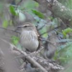 Fuscous Flycatcher (image by Mark Pearman)