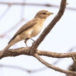 Gambaga Flycatcher (image by Nik Borrow)