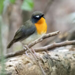 Ghana Forest Robin (image by John Oates)