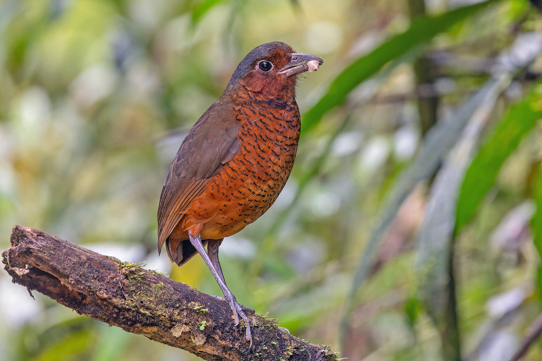 Giant Antpitta (image by Pete Morris)