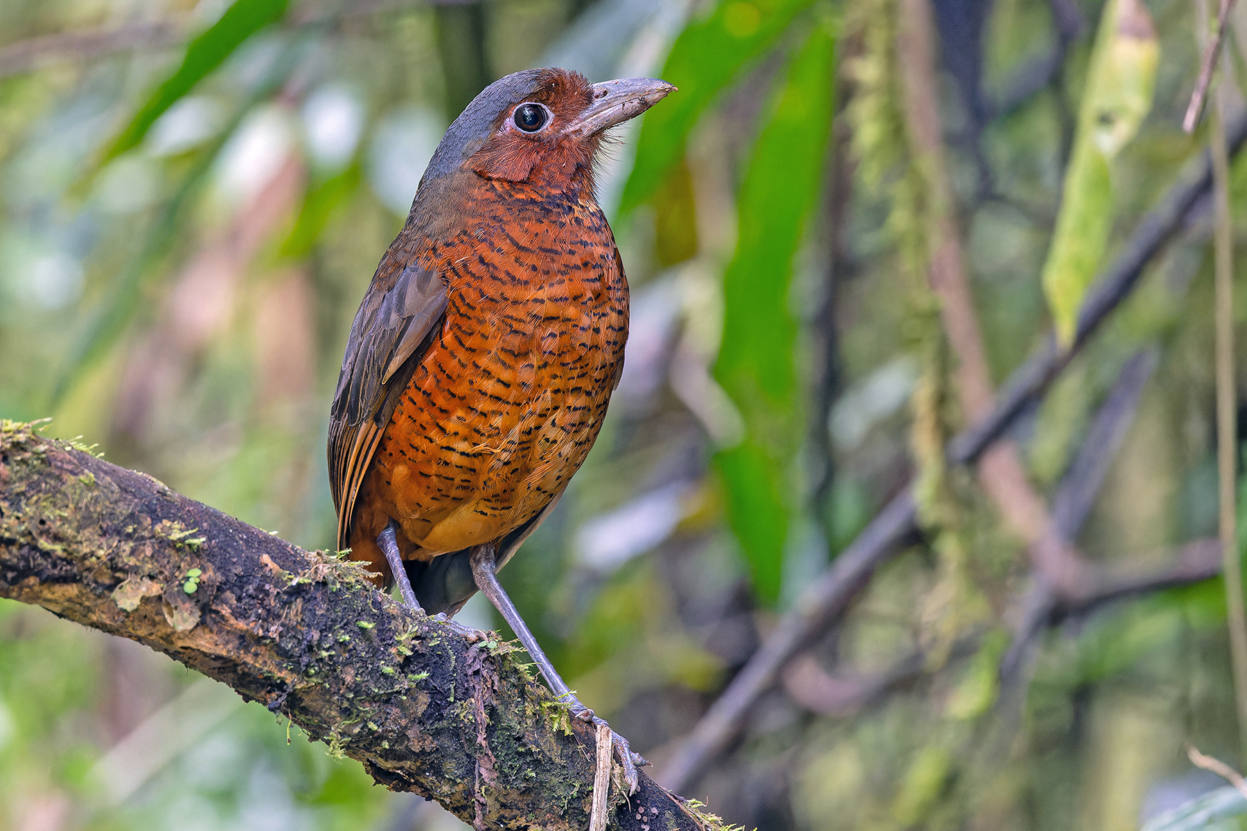 Giant Antpitta (image by Pete Morris)