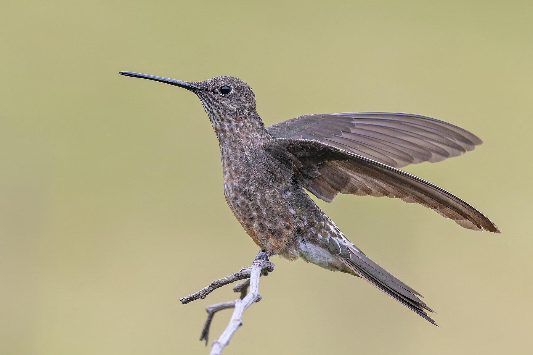 Giant Hummingbird (image by Pete Morris)