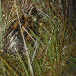Giant Snipe (image by Leo Garrigues)