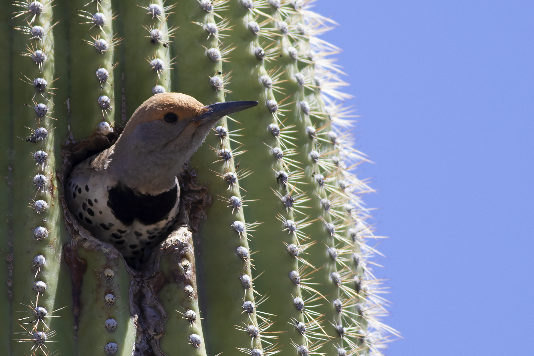 Gilded Flicker (image by Sjoerd Radstaak)