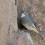 Glacier Finch (image by John Oates)