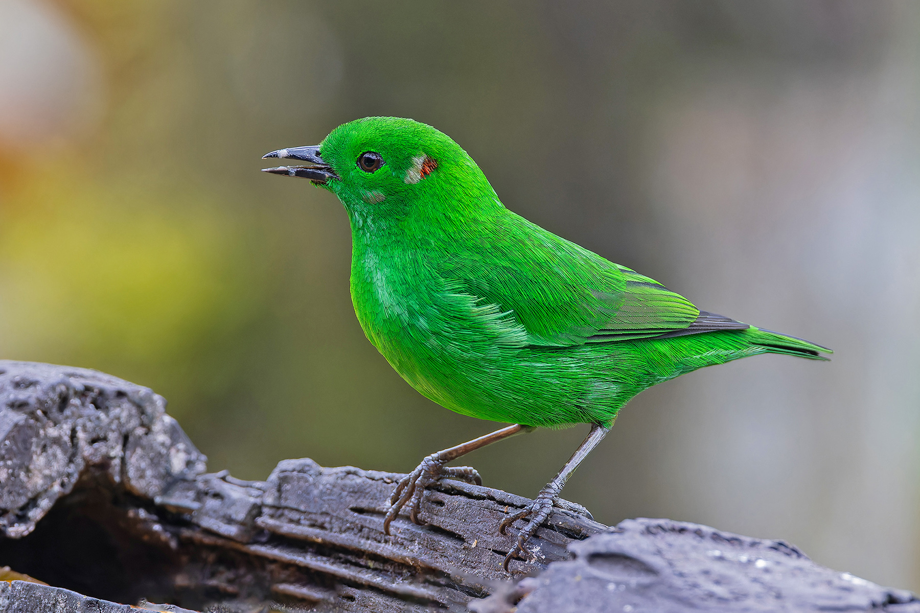 Glistening-green Tanager (image by Pete Morris)