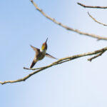 Glow-throated Hummingbird (image by Leo Garrigues)