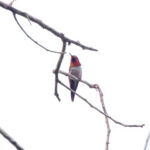 Glow-throated Hummingbird (image by Leo Garrigues)