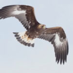 Golden Eagle (image by János Oláh)