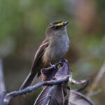Golden-browed Chat-Tyrant (image by Leo Garrigues)