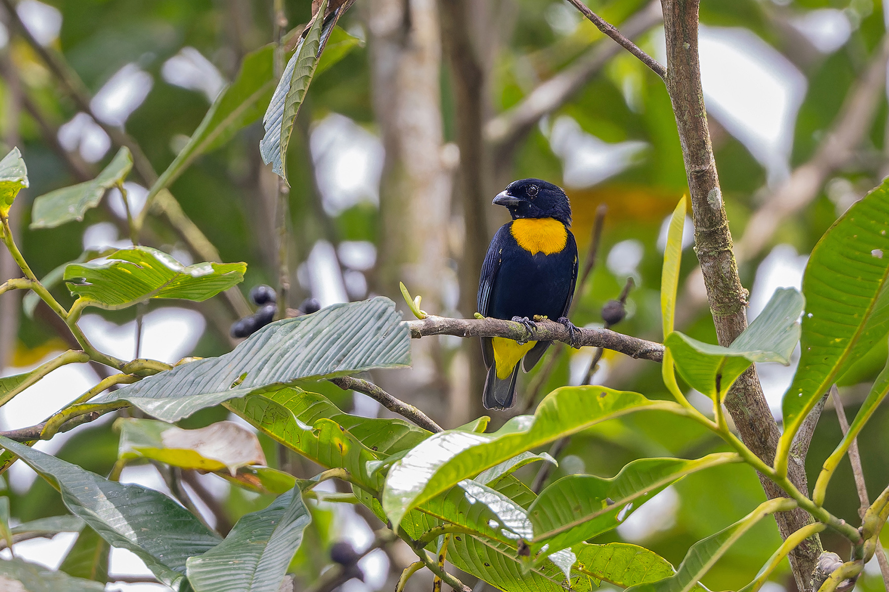 Golden-chested Tanager (image by Pete Morris)