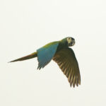 Golden-collared Macaw (image by Leo Garrigues)