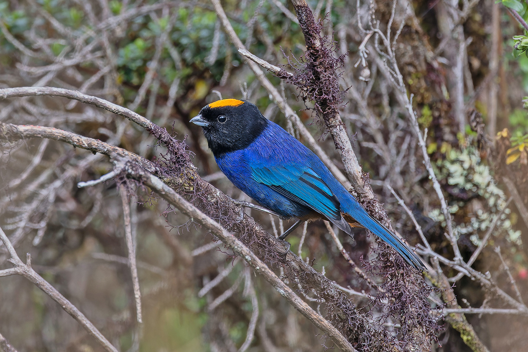Golden-crowned Tanager (image by Pete Morris)