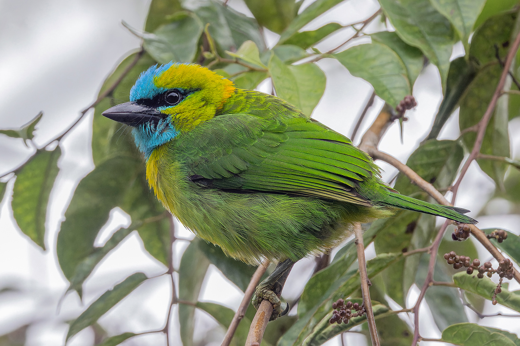 Golden-naped Barbet (image by Pete Morris)
