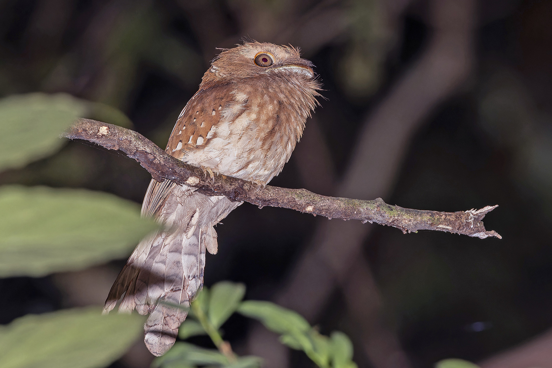 Gould's Frogmouth (image by Pete Morris)