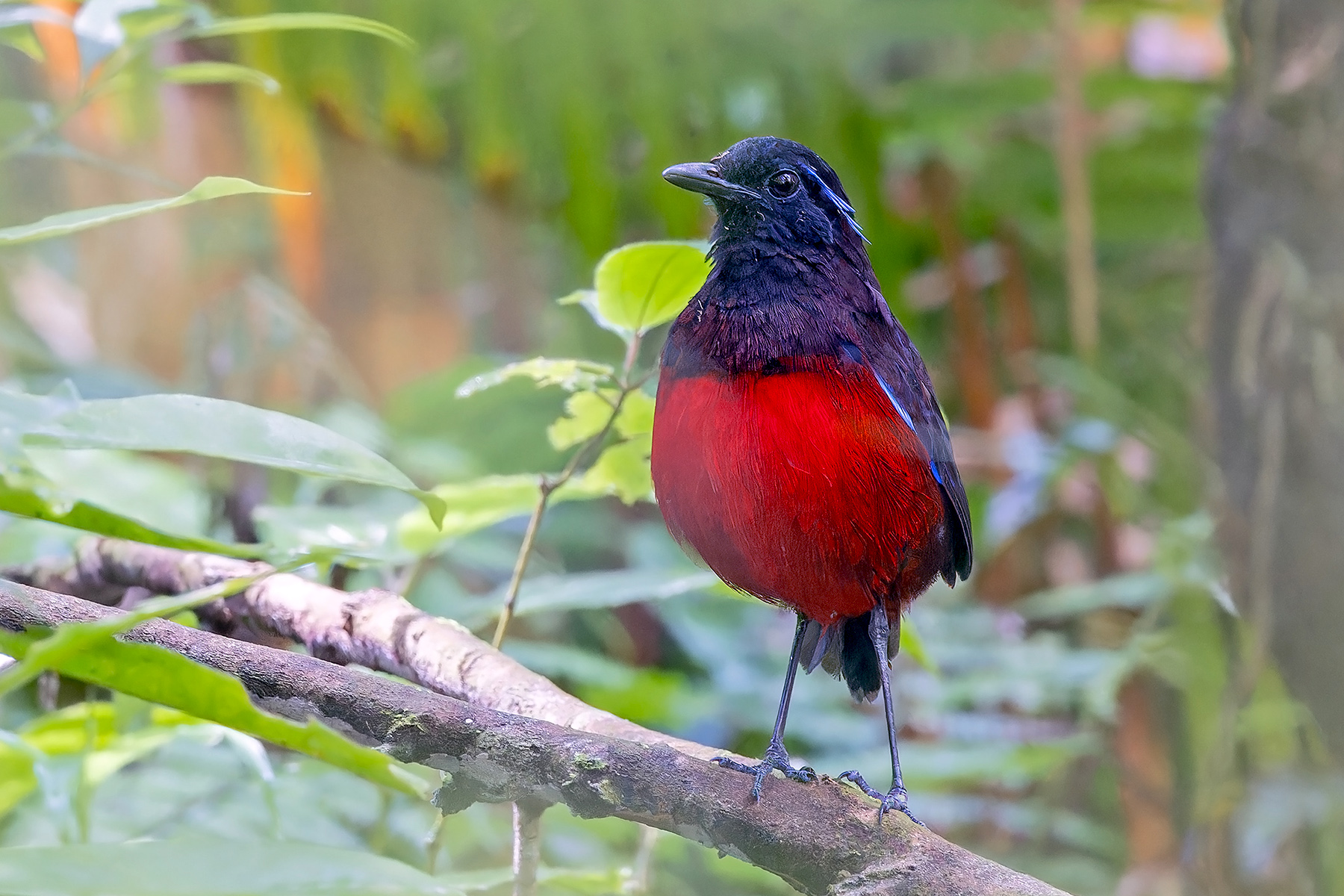 Graceful Pitta (image by Pete Morris)