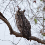 Great Horned Owl (image by Leo Garrigues)