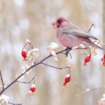 male Great Rosefinch ssp severtzovi (image by János Oláh)