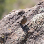 Great Shrike-Tyrant (image by John Oates)