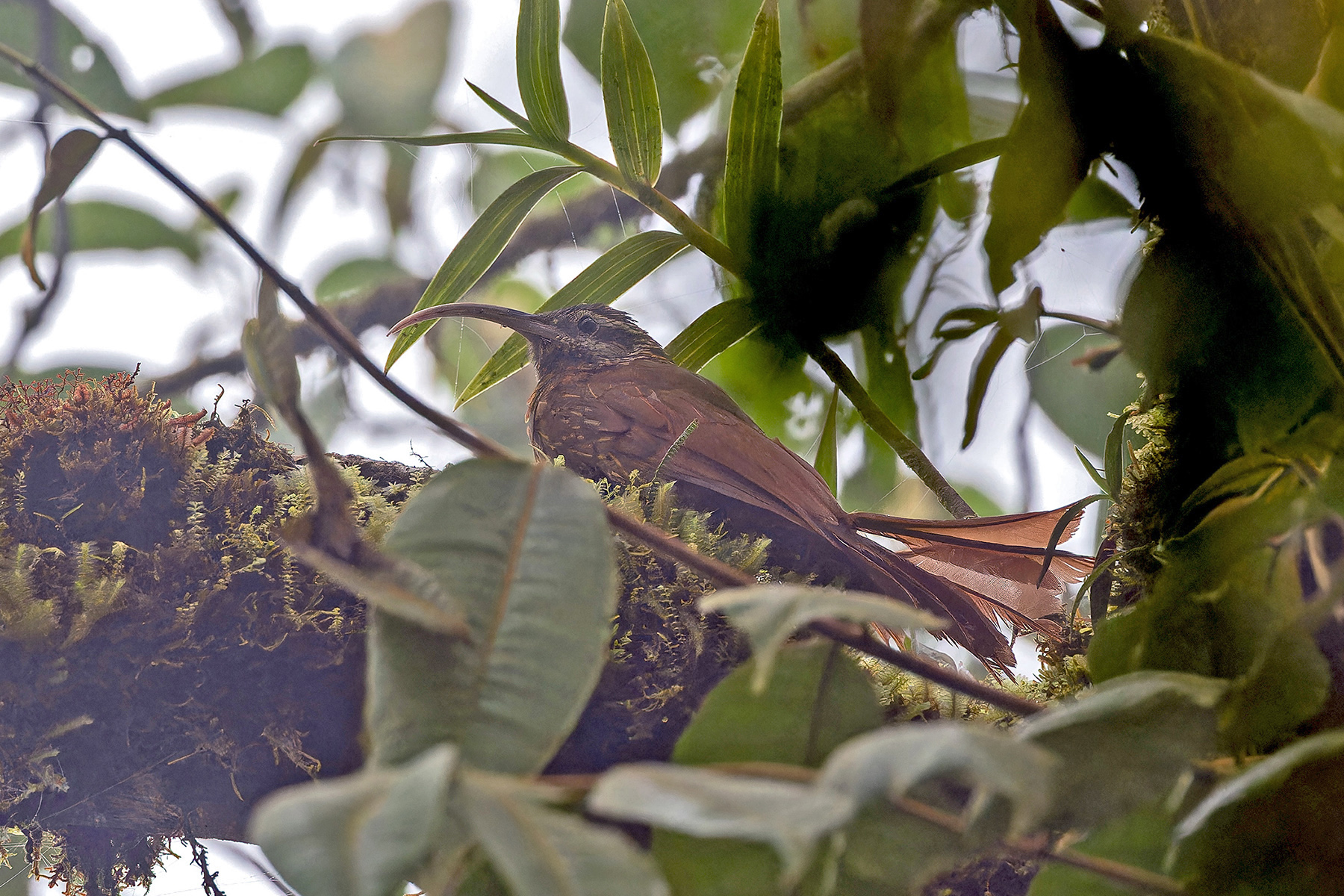 Greater Scythebill (image by Pete Morris)