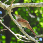 Greater Thornbird (image by Mark Pearman)