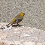 Greater Yellow Finch (image by John Oates)