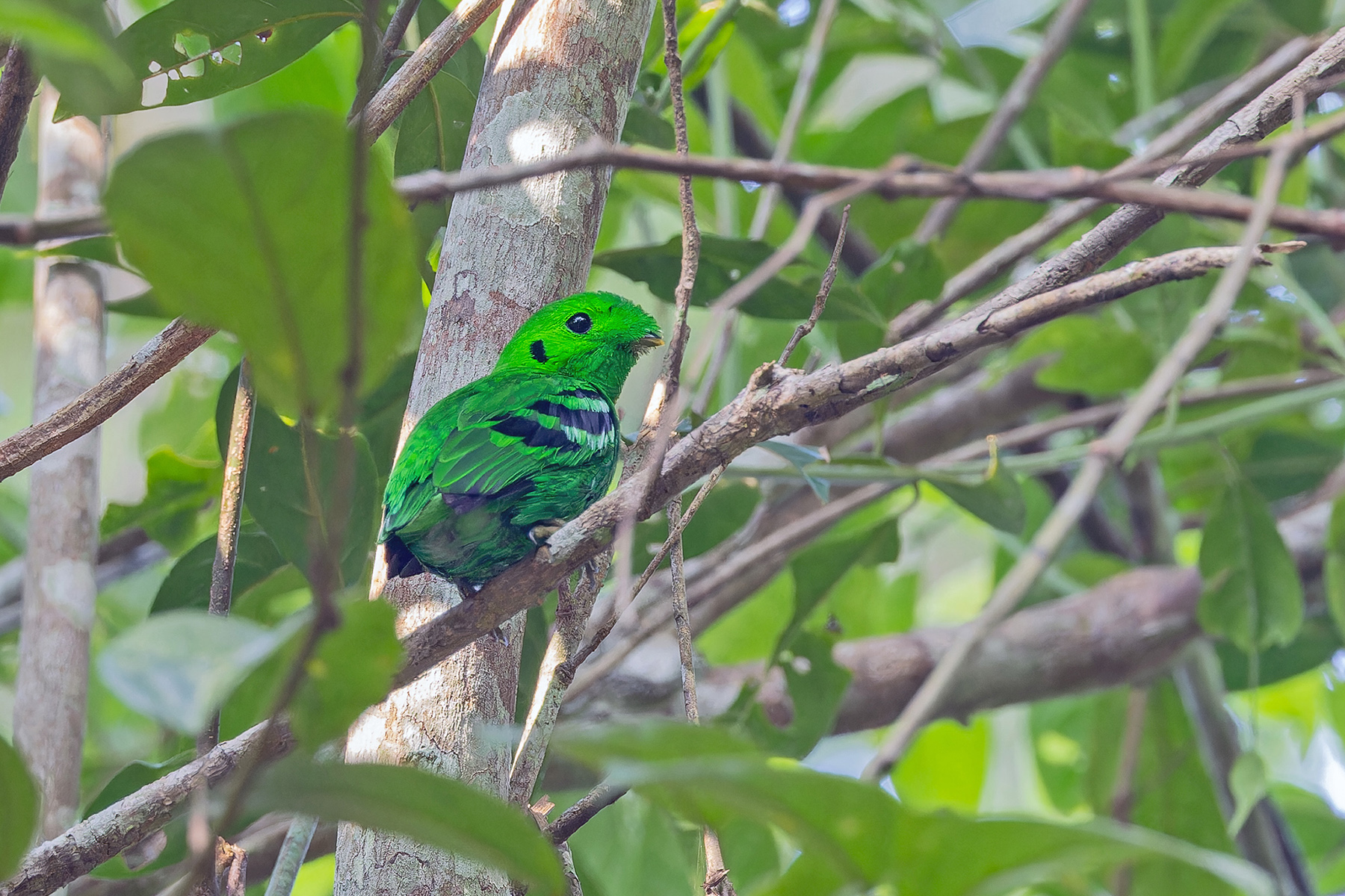 Green Broadbill (image by Pete Morris)