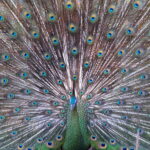 displaying Green Peafowl (image by János Oláh)