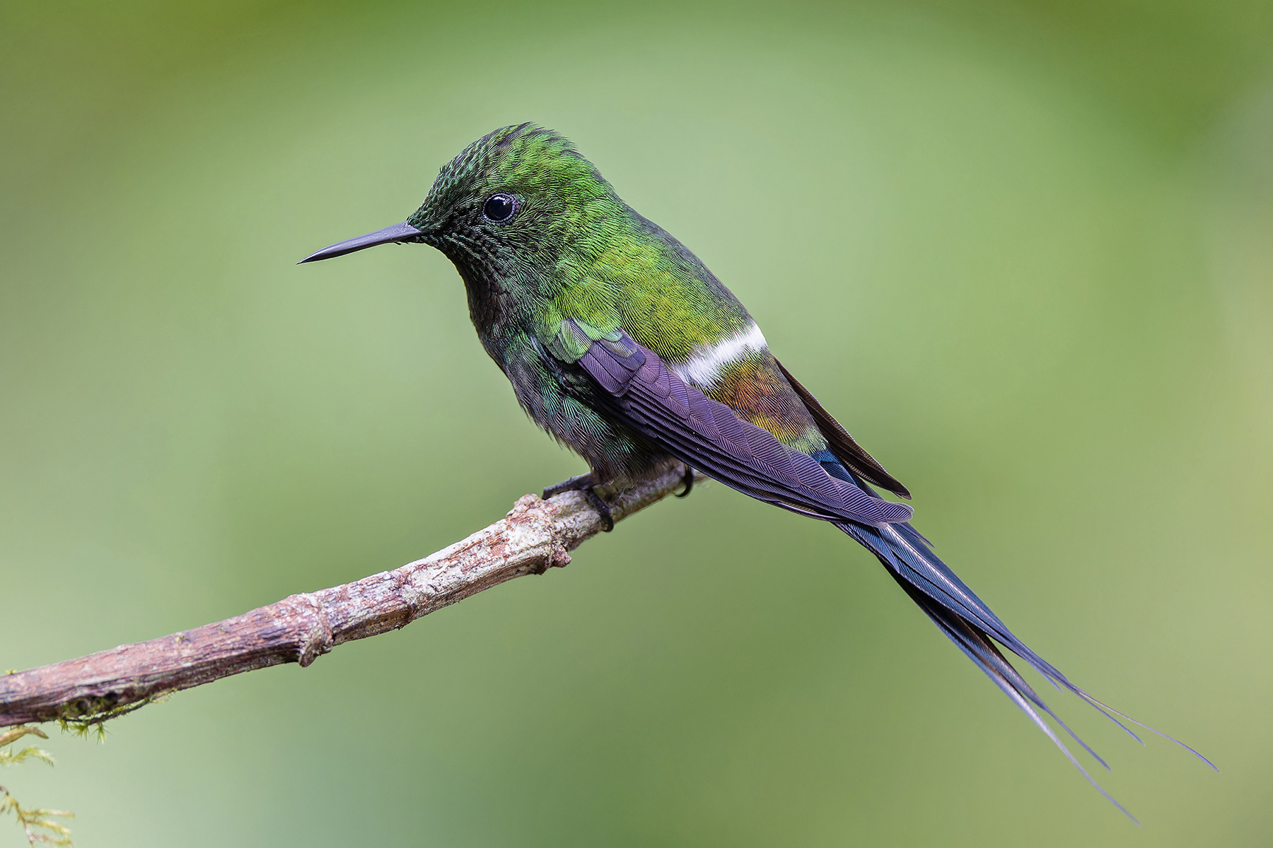 Green Thorntail (image by Pete Morris)