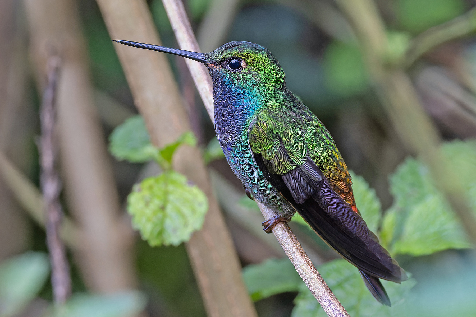 Green-backed Hillstar (image by Pete Morris)
