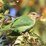 Green-eared Barbet (image by János Oláh)