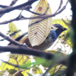 Green-naped Tanager (image by Charles Davies)