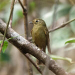 Greenish Schiffornis (image by Leo Garrigues)