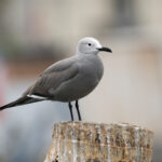 Grey Gull (image by John Oates)