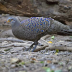male Grey Peacock-Pheasant (image by János Oláh)