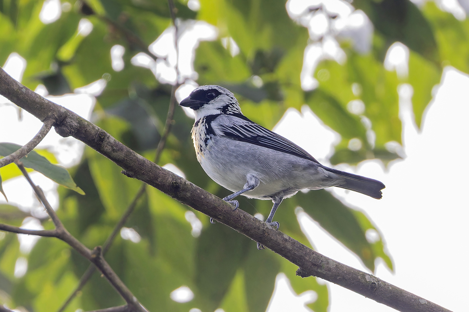 Grey-and-gold Tanager (image by Pete Morris)