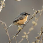 Grey-backed Tachuri (image by Leo Garrigues)