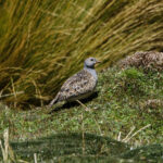 Grey-breasted Seedsnipe (image by Leo Garrigues)