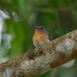 Grey-cheeked Nunlet (image by Leo Garrigues)